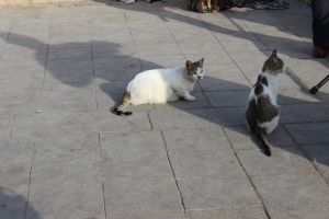 The many cats of Ortaköy.